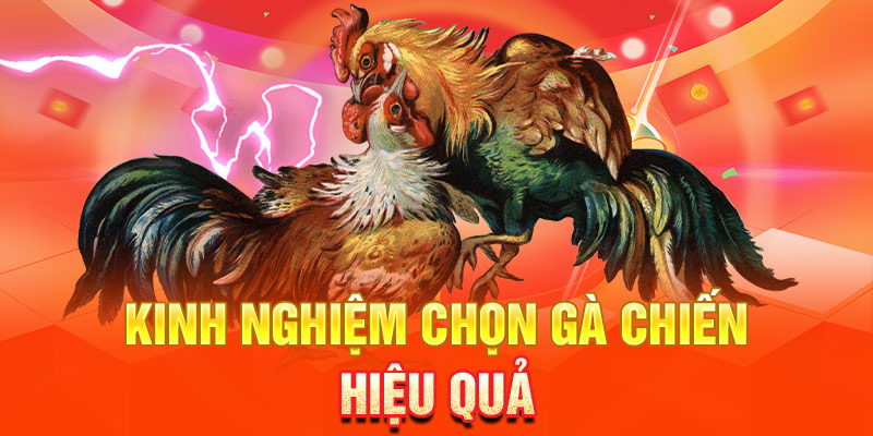 da-ga-cua-sat-kinh-nghiem-chon